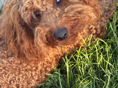 Golden male Cavapoo puppy in Cork