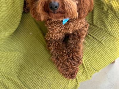Golden male Cavapoo puppy in Cork