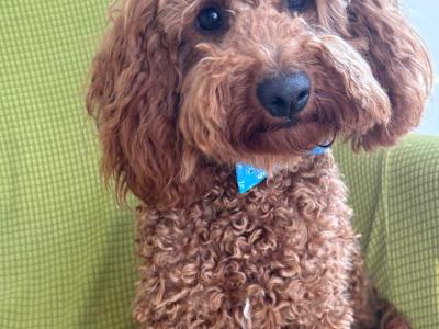 Golden male Cavapoo puppy in Cork