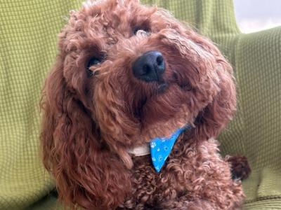Golden male Cavapoo puppy in Cork