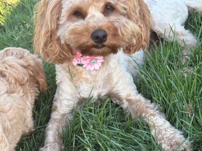 Golden male Cavapoo puppy in Cork