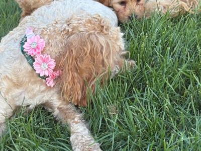 Golden male Cavapoo puppy in Cork