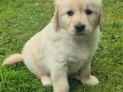 Beautiful IKC Registered (pending) Golden Retriever puppies in Roscommon