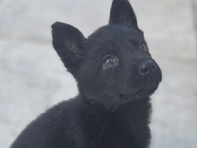 IKC Registered (pending) German Shepherd puppies in Cork