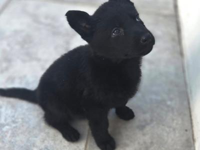 IKC Registered (pending) German Shepherd puppies in Cork
