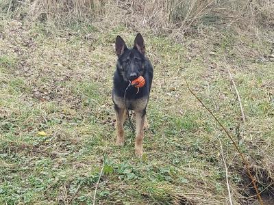 IKC Registered (pending) German Shepherd puppies in Cork