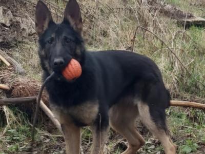IKC Registered (pending) German Shepherd puppies in Cork