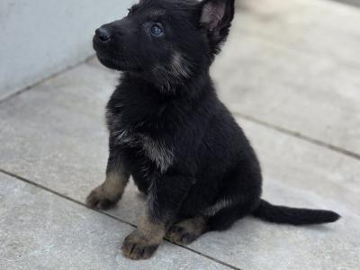 IKC Registered (pending) German Shepherd puppies in Cork