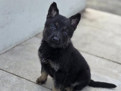 IKC Registered (pending) German Shepherd puppies in Cork