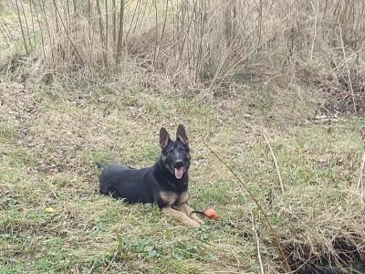 IKC Registered (pending) German Shepherd puppies in Cork