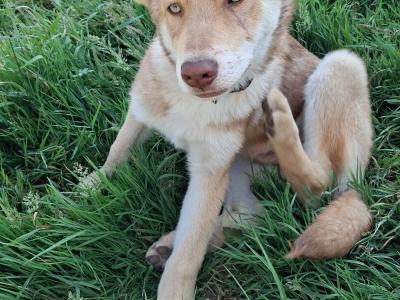 IKC Registered Saarloos Wolfdog puppies in Tipperary
