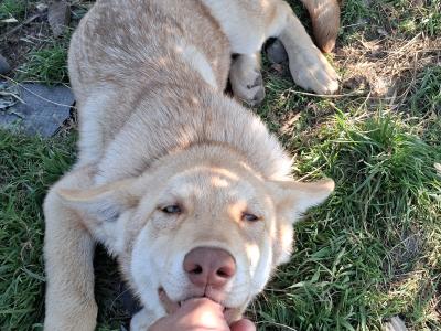 IKC Registered Saarloos Wolfdog puppies in Tipperary
