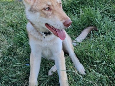 IKC Registered Saarloos Wolfdog puppies in Tipperary