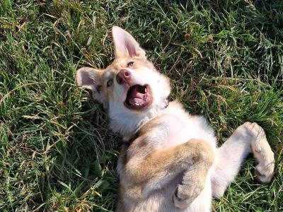 IKC Registered Saarloos Wolfdog puppies in Tipperary