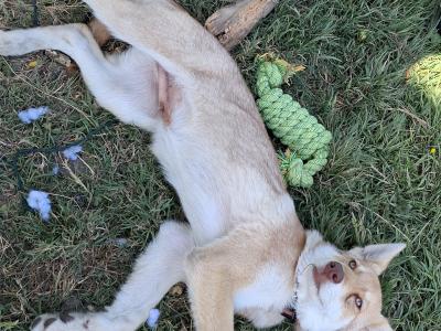 IKC Registered Saarloos Wolfdog puppies in Tipperary