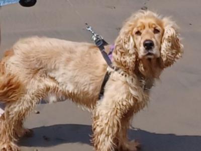 Jasper is a male Golden Cocker Spaniel 6 years old in Roscommon