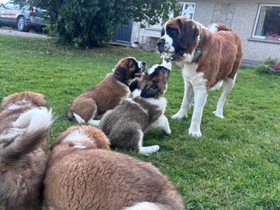 Purebred IKC Registered St Bernard puppies in Monaghan