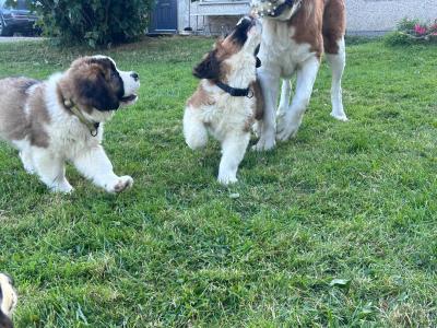 Purebred IKC Registered St Bernard puppies in Monaghan