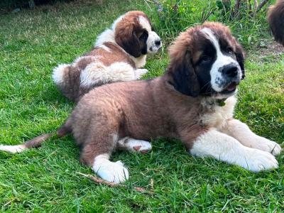 Purebred IKC Registered St Bernard puppies in Monaghan