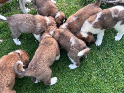 Purebred IKC Registered St Bernard puppies in Monaghan