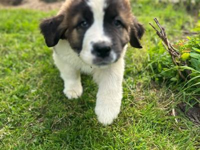 Purebred IKC Registered St Bernard puppies in Monaghan
