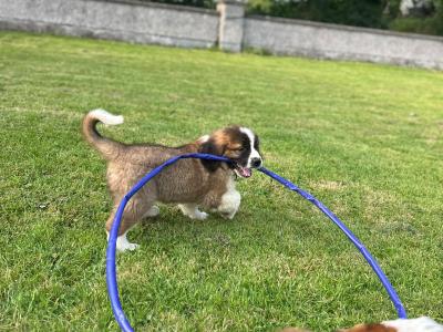 Purebred IKC Registered St Bernard puppies in Monaghan