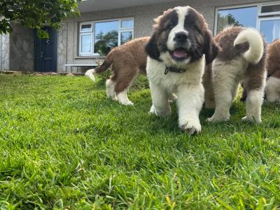 Purebred IKC Registered St Bernard puppies in Monaghan