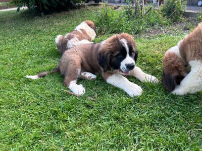 Purebred IKC Registered St Bernard puppies in Monaghan