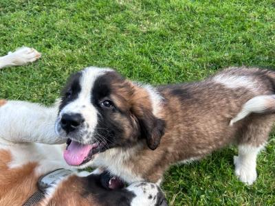 Purebred IKC Registered St Bernard puppies in Monaghan