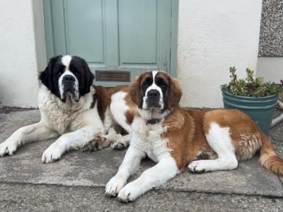 Purebred IKC Registered St Bernard puppies in Monaghan