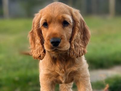 Beautiful Golden Cocker Spaniel puppies for sale in Wexford