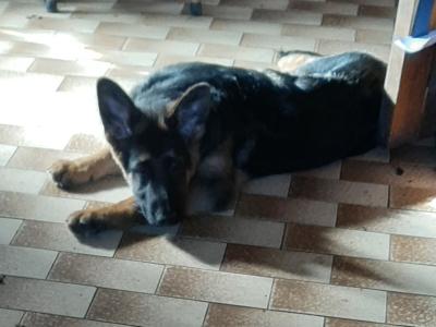 IKC Registered male German Shepherd puppy in Mayo