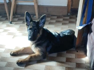 IKC Registered male German Shepherd puppy in Mayo