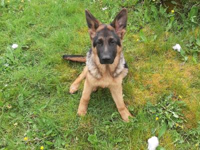 IKC Registered male German Shepherd puppy in Mayo