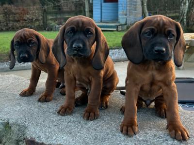 Bavarian Mountain Hound puppies in Donegal