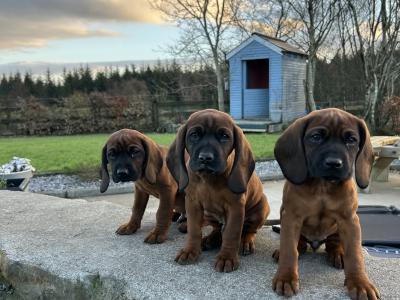 Bavarian Mountain Hound puppies in Donegal