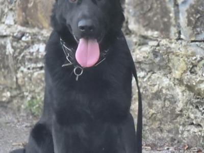 IKC Registered (pending) German Shepherd puppies in Cork