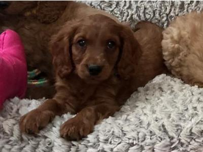 Stunning male Cavapoo puppies 🐶 in Wexford
