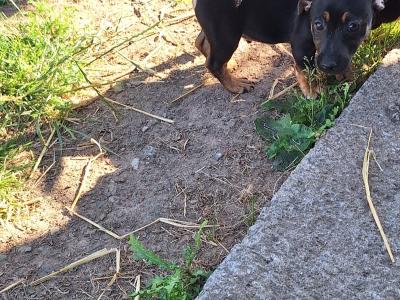 Miniature Jack Russell puppies in Wexford