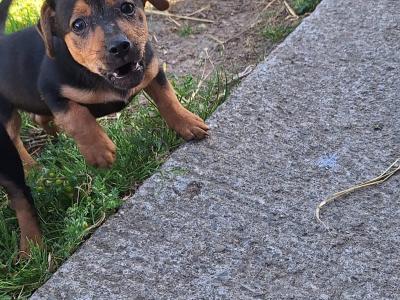 Miniature Jack Russell puppies in Wexford