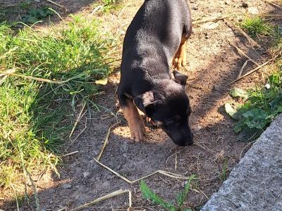 Miniature Jack Russell puppies in Wexford