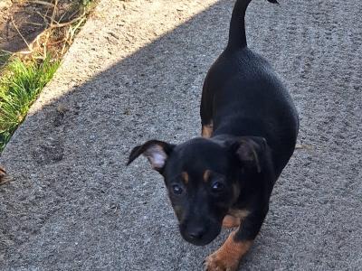 Miniature Jack Russell puppies in Wexford