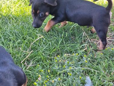 Miniature Jack Russell puppies in Wexford
