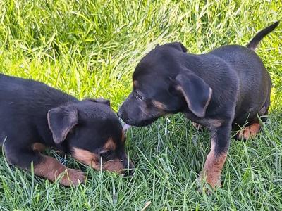 Miniature Jack Russell puppies in Wexford