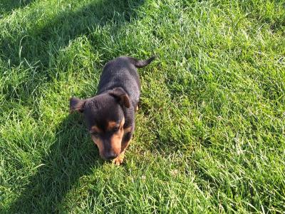 Miniature Jack Russell puppies in Wexford