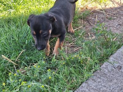 Miniature Jack Russell puppies in Wexford