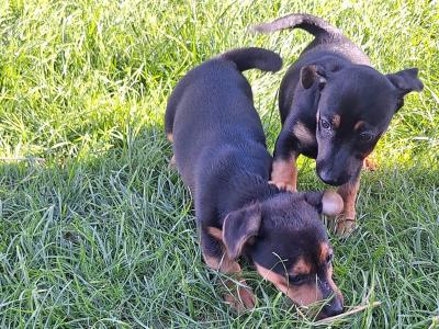 Miniature Jack Russell puppies in Wexford