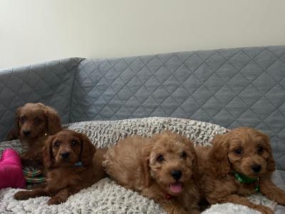 Stunning male Cavapoo puppies 🐶 in Wexford