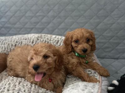 Stunning male Cavapoo puppies 🐶 in Wexford
