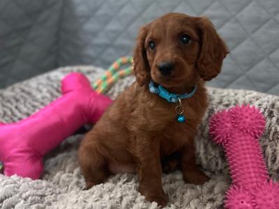 Stunning male Cavapoo puppies 🐶 in Wexford